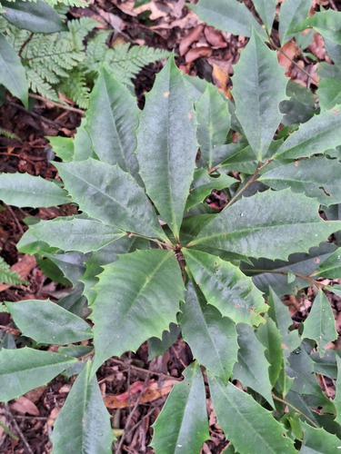 Ardisia cornudentata observed 2026-09-13