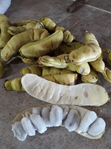 Inga laurina