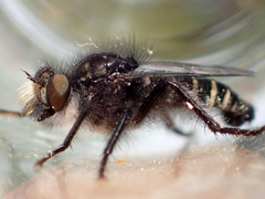 Cyrtopogon inversus