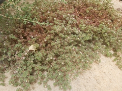 Mesembryanthemum nodiflorum