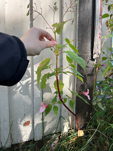 Himalayan balsam