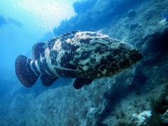 Epinephelus itajara