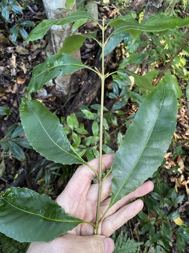 Schizomeria ovata observed 2026-09-13