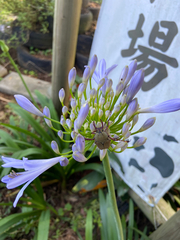 臺灣角金龜