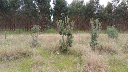 Scarlet Banksia