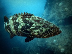 Epinephelus itajara