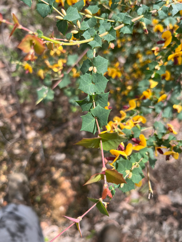 Bossiaea aquifolium aquifolium