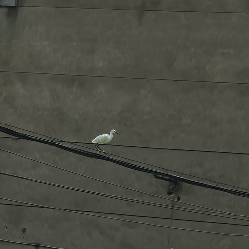 Little Egret