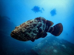Epinephelus itajara