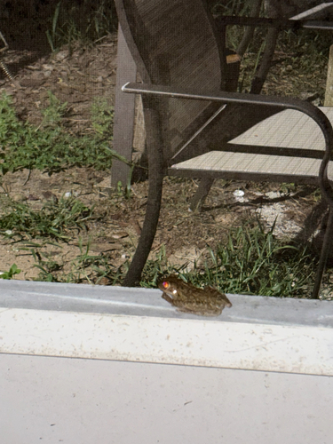Cuban Tree Frog