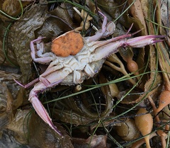 Achelous xantusii