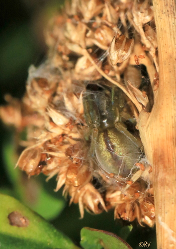 Two-Clawed Hunting Spider