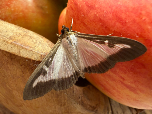 Box Tree Moth