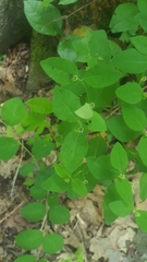 Euphorbia mercurialina