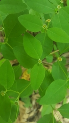 Euphorbia mercurialina