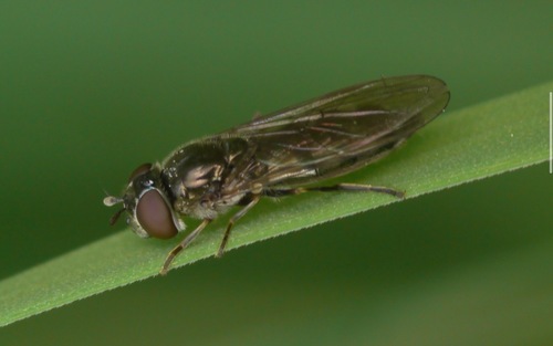 Grey-spotted Sedgesitter