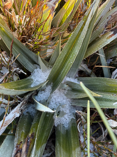 Astelia psychrocharis observed 2026-04-18