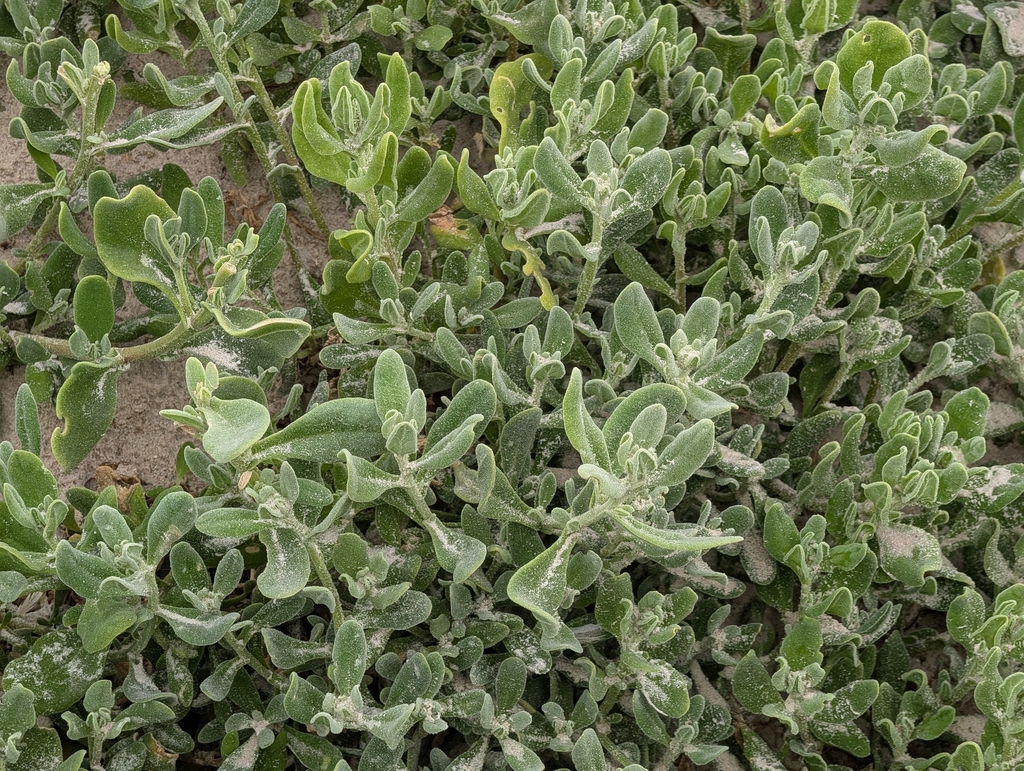 Tetragonia decumbens; photograph (c) Jessica Utrup, some rights reserved (CC BY)