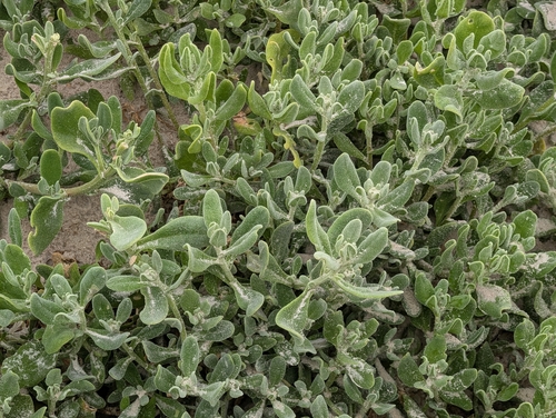 Tetragonia decumbens