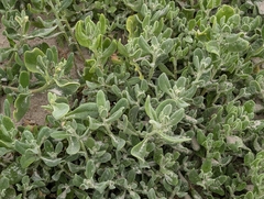 Tetragonia decumbens