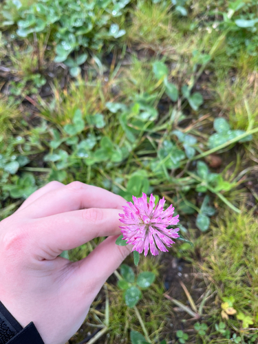 Red Clover