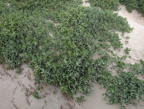 Tetragonia decumbens, photograph 1