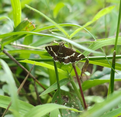 Hawaiian Beet Webworm Moth