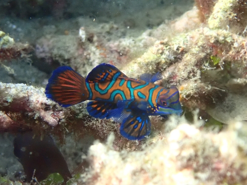 Synchiropus splendidus observed 2026-09-12