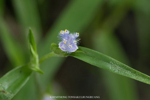 Cyanotis vaga