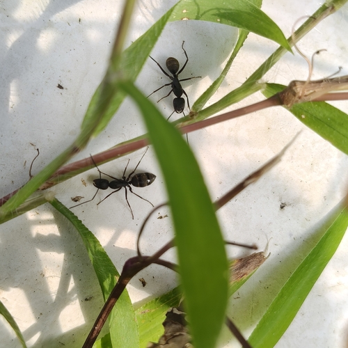 Japanese Carpenter Ant