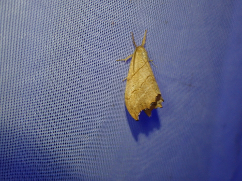 Scalloped Hook-tip, Schiermonnikoog, Niederlande, photo 8 of 10