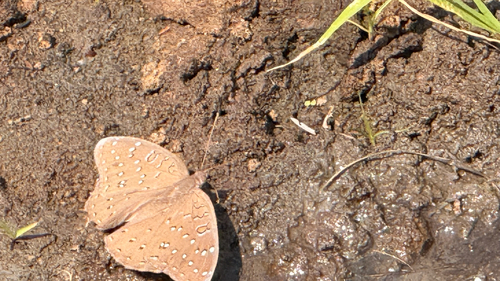Guineafowl Butterfly