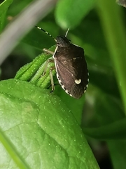 Holcostethus sphacelatus