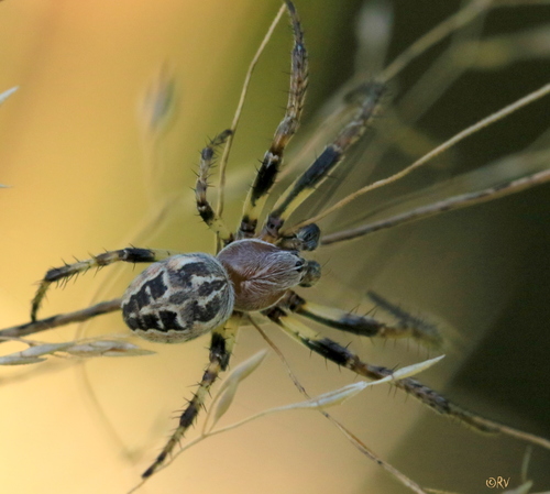 Furrow Orbweaver