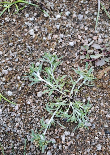 marsh cudweed