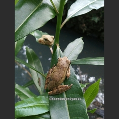 Polypedates leucomystax