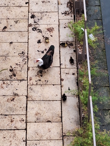 Domestic Muscovy Duck