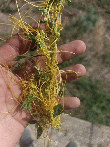 Field Dodder
