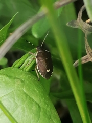 Holcostethus sphacelatus