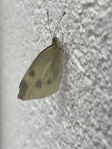 Small White