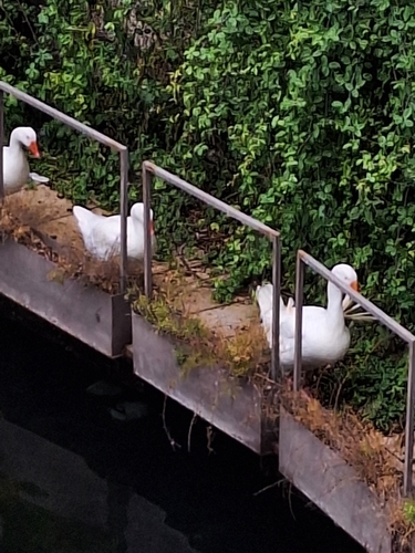 Domestic Greylag Goose