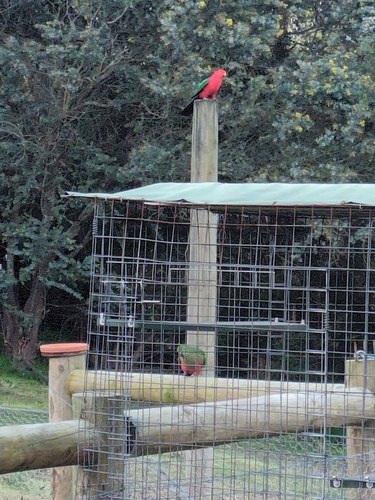 Australian King Parrot