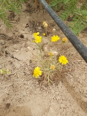 Senecio glaucus