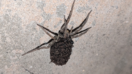 Radiated Wolf Spider
