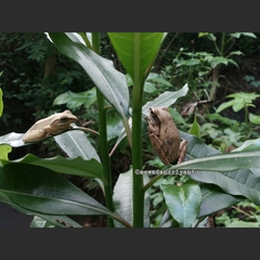 Polypedates leucomystax