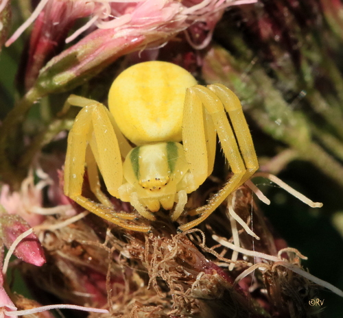 Goldenrod Crab Spider