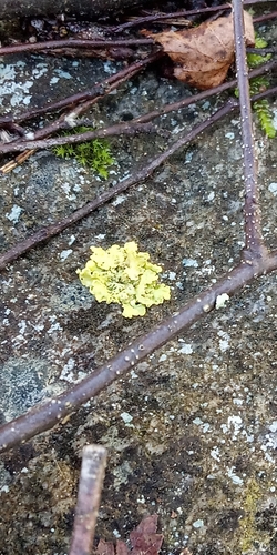 Powdered Sunshine Lichen