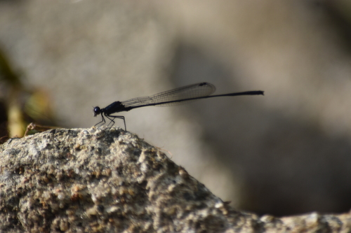 Dark-glittering Threadtail