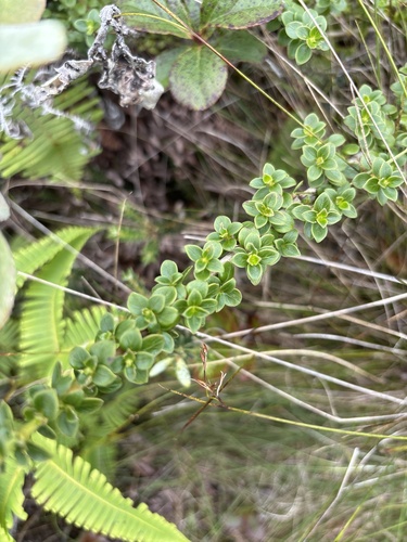 Coprosma elliptica observed 2026-08-27