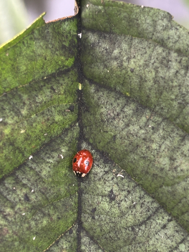 Two-spotted Lady Beetle